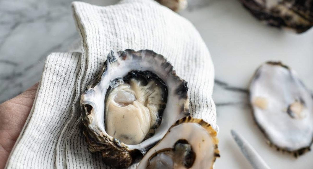 Oyster-Wild
